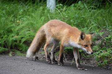 wild fox in Hokkaido Japan