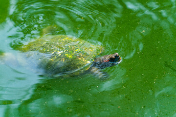 Pond Slider Turtle floating on the surface of murky pond water and swimming in a pond with head above water.