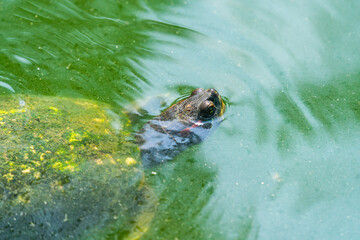 Pond Slider Turtle floating on the surface of murky pond water and swimming in a pond with head...