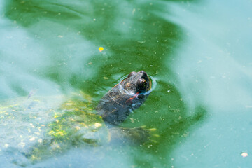 Pond Slider Turtle floating on the surface of murky pond water and swimming in a pond with head...