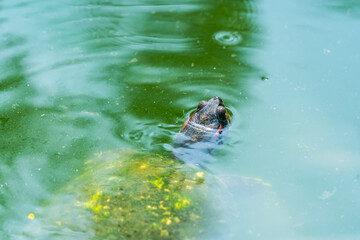 Pond Slider Turtle floating on the surface of murky pond water and swimming in a pond with head...