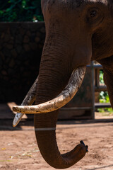 Portrait of asian elephant in Vietnam. Animal and wildlife concept