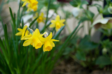 ぼかした庭に黄色いラッパズイセン（Narcissus pseudonarcissus）