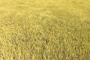 Fototapeta premium Fresh yellow and green color of rice field in Thailand.