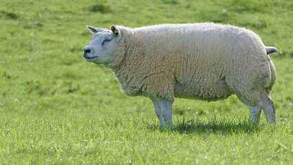 Naklejka na ściany i meble Beltex Sheep eating grass through a gate in field