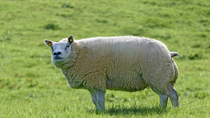 Beltex Sheep eating grass through a gate in field