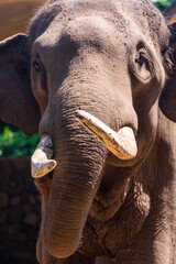 Portrait of asian elephant in Vietnam. Animal and wildlife concept