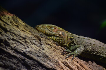lizard on a tree