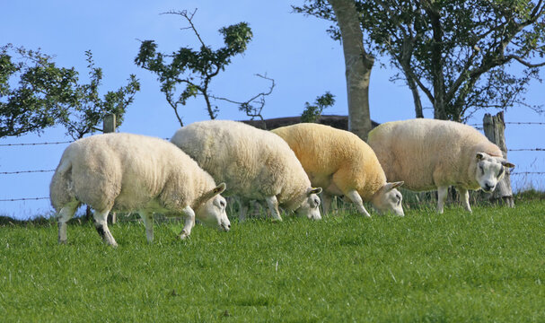 Beltex Sheep eating grass through a gate in field