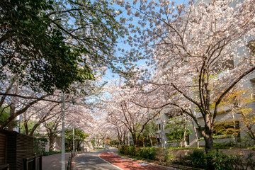Obraz premium 六本木さくら坂の満開の桜