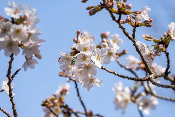 Cherry branch blossom and blue sky ,Shikoku,Japan