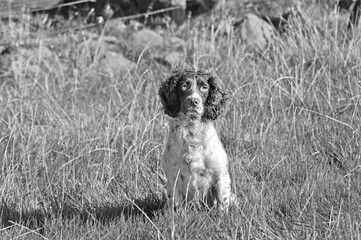 Springer Spaniel at a peg in a field at a Duck Shoot in Black & White 