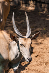 Common eland antelope (Taurotragus oryx). The largest of the African antelope.