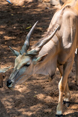 Common eland antelope (Taurotragus oryx). The largest of the African antelope.