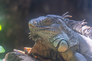 Green iguana. Iguana - also known as Common iguana or American iguana. Lizard families, look toward a bright eyes looking in the same direction as we find something new life