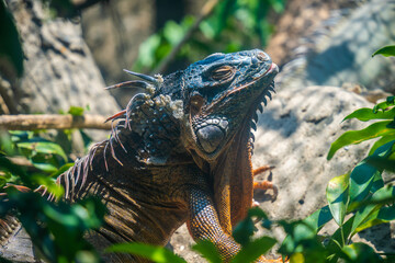 Green iguana. Iguana - also known as Common iguana or American iguana. Lizard families, look toward a bright eyes looking in the same direction as we find something new life
