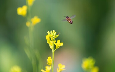 bug on a yellow flower