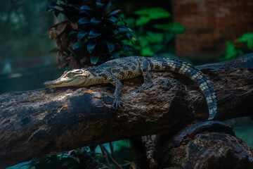 a small caimans - crocodiles on a log and rock on a sunny day. It live throughout the tropics in Africa, Asia, the Americas and Australia. Wildlife and animal concept.