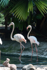 Greater Flamingo, Phoenicopterus ruber, beautiful pink big bird in dark water, with evening light in Vietnam