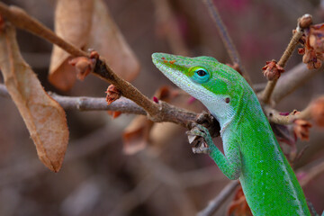 Green anole lizard hanging on a branch in a loropetalum bush