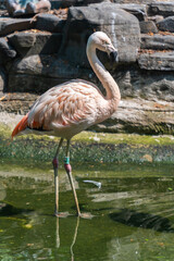 Greater Flamingo, Phoenicopterus ruber, beautiful pink big bird in dark water, with evening light in Vietnam