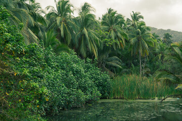 Fototapeta na wymiar Caribbean jungle. Mountains, palm trees and many green bushes