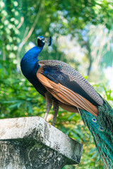 Peacock - peafowl with open tail, beautiful representative exemplar of male peacock in great metalic colors