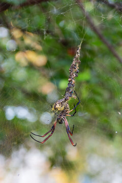 Vertical photo of the bottom part of a huge spyder on its web.
