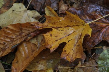 rainy day autumn leaves