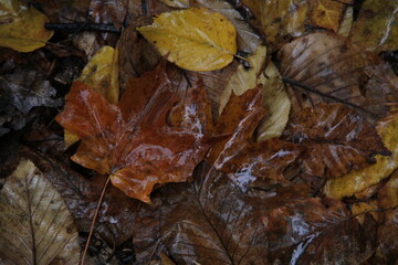 rainy day autumn leaves