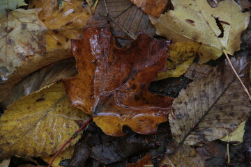 rainy day autumn leaves