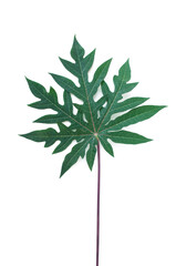 Papaya leaves with stalk isolated on white background.