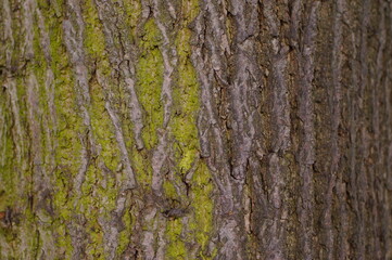 A close-up of a tree with visible bark and moss.