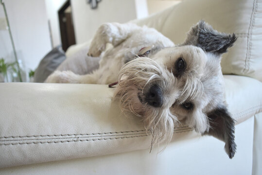 Perro blanco descansando sobre sofá de casa mientras mira a la cámara