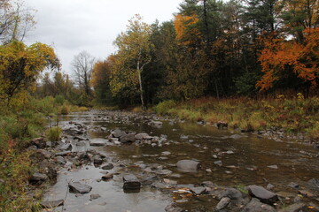 Colorful river foliage in Vermont autumn forest
