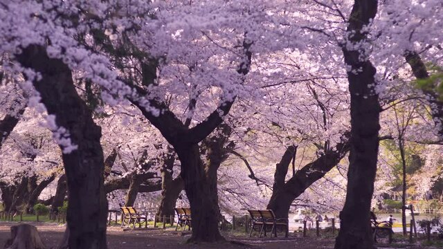 井の頭恩賜公園の満開の桜と無人のベンチ 井の頭池に浮かぶスワンボート（2021年3月）