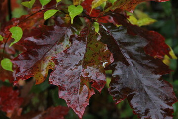 red and orange autumn leaves on a rainy day