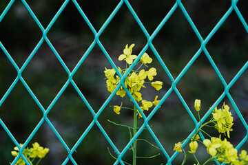 菜の花