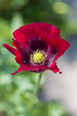Red Poppy flower close-up