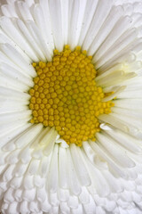Close up flower blossom Bellis perennis L. family compositae modern background high quality prints
