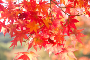 Memories and Travel Beauty