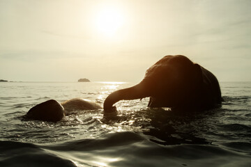 Elephants swim in the Gulf of Thailand.