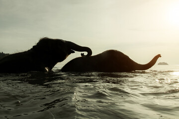 Two elephants swim in the Gulf of Thailand.