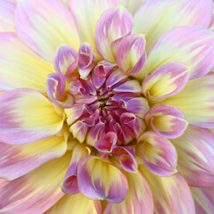 The most gentle petals of a bud dahlia in yellow and purple tones.