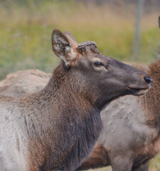 Bull Elk with the antlers removed for a study on breeding in Idaho