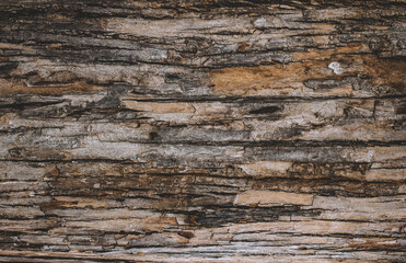 Old Wood Tree bark Texture Background Pattern