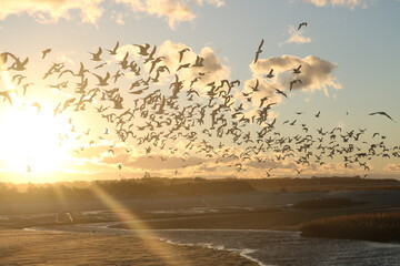 seagulls taking flight in the sunset