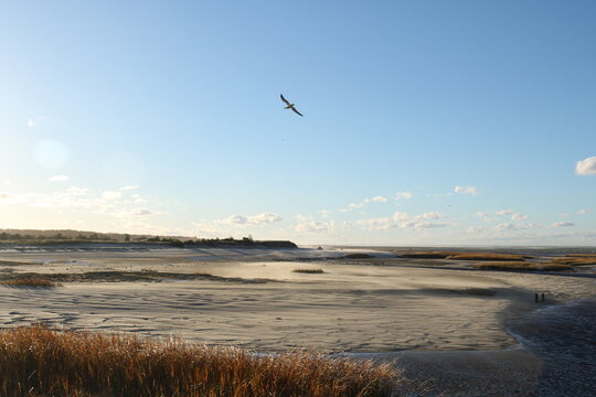 seagulls in flight on the beach
