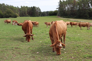 Kuh Kühe mit Herde Kuhherde beim Grasen auf der Weide Wiese Weidehaltung
