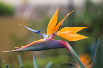 Obraz premium red and yellow tulip